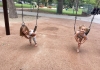 swings