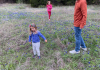 bluebonnets